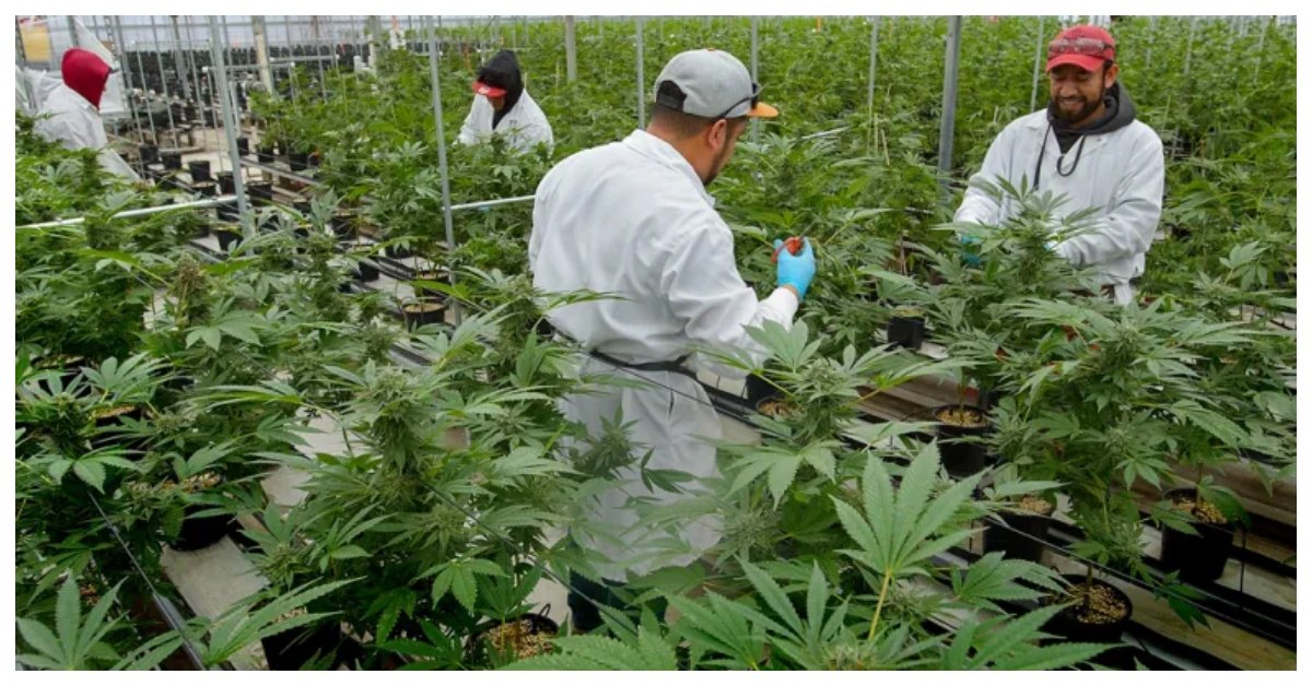 Santa Barbara Weed Delivery